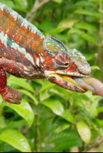 Imagen de Maravillas salvajes de...: Los animales más raros de Madagascar - 4