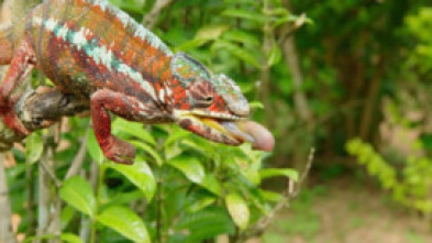 Imagen de Maravillas salvajes de Madagascar  - 5