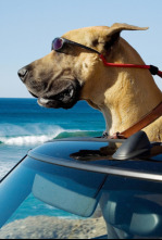 Imagen de Marmaduke - 4