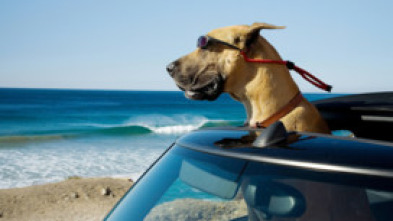 Imagen de Marmaduke - 5