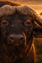 Imagen de Human & wildlife conflict Ep3 el valor de la vida salvaje - 4