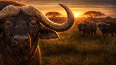Imagen de Human & wildlife conflict Ep3 el valor de la vida salvaje - 5