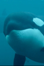 Imagen de La vida secreta de las orcas  - 5
