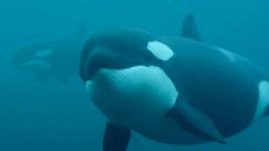 Imagen de La vida secreta de las orcas  - 6