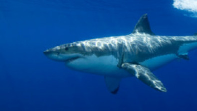 Imagen de La isla de los tiburones - 9