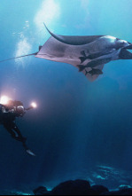 Imagen de La magia de los océanos - 6