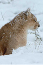 Imagen de Supervivencia extrema: Animales de sangre fría - 4