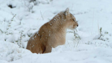 Imagen de Supervivencia extrema: Animales de sangre fría - 5