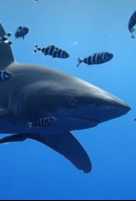 Imagen de Los tiburones del mar Rojo - 4