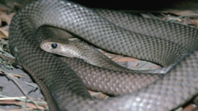 Imagen de Los animales más peligrosos del planeta: súper serpientes - 7