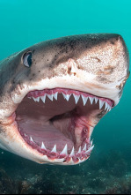 Imagen de Misterios de los tiburones - 5
