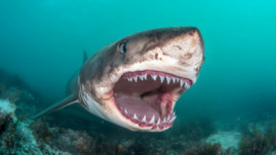 Imagen de Misterios de los tiburones - 6