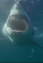 Imagen de Canadá: hogar del tiburón blanco - 5