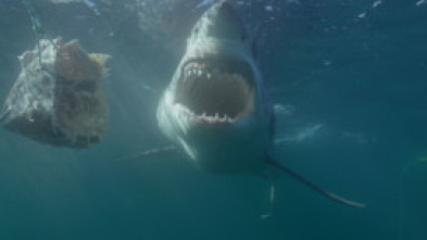 Imagen de Canadá: hogar del tiburón blanco - 6