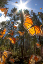 Imagen de Supervivientes de la naturaleza - 4