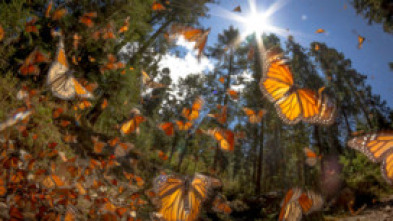 Imagen de Supervivientes de la naturaleza - 5