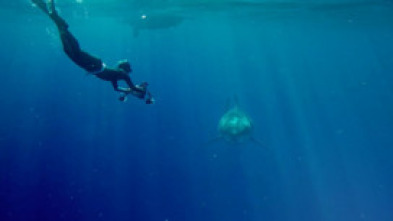 Imagen de ¿El tiburón blanco más grande del mundo?  - 7