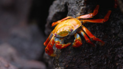 Imagen de Ecuador en la cima de la biodiversidad - 7