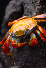 Imagen de Ecuador en la cima de la biodiversidad - 13
