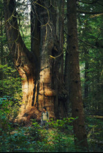 Imagen de El mundo invisible de...: El cedro rojo (Canadá) - 4