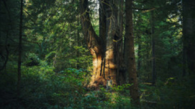 Imagen de El mundo invisible de...: El cedro rojo (Canadá) - 5