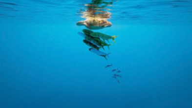 Imagen de Arxipèlag blau - 5