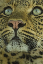 Imagen de El legado de la leoparda - 9