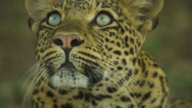 Imagen de El legado de la leoparda - 10