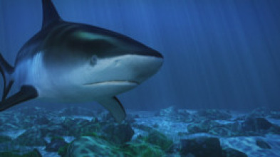 Imagen de Tiburón toro embravecido - 9