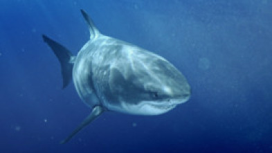 Imagen de Los tiburones más grandes del mundo - 5