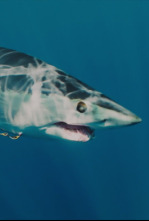 Imagen de El tiburón mako más grande del mundo - 9