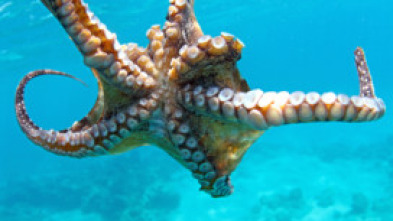 Imagen de Exploracion de las profundidades marinas - 10