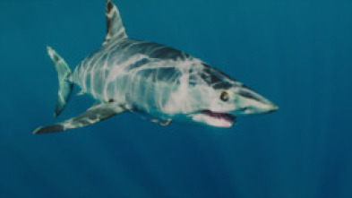 Imagen de El tiburón mako más grande del mundo - 6