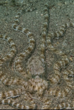 Imagen de Cefalópodos, el reino de las ventosas - 4