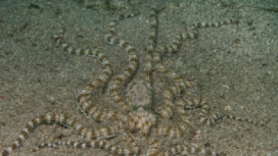 Imagen de Cefalópodos, el reino de las ventosas - 5