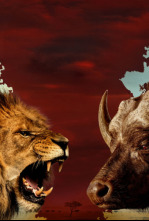 Imagen de Rivales de sangre: el león contra el búfalo - 10