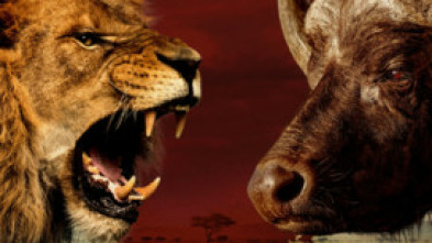 Imagen de Rivales de sangre: el león contra el búfalo - 11