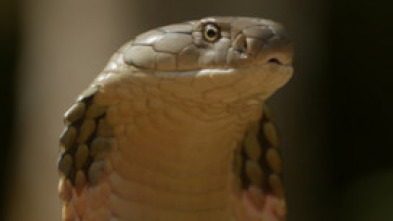 Imagen de Serpientes de leyenda: Cobras - 11