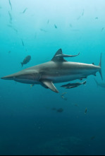 Imagen de Sharkfest: Pico de mordiscos - 11