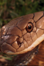 Imagen de Los secretos de la cobra real - 4