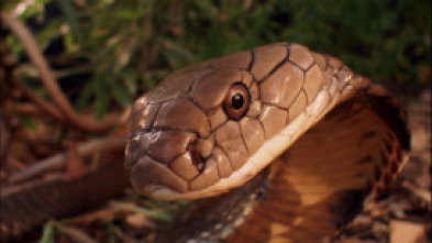 Imagen de Los secretos de la cobra real - 5