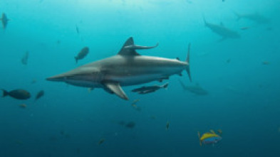 Imagen de Sharkfest: Pico de mordiscos - 12