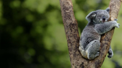 Imagen de Australia indómita: Bosque - 14