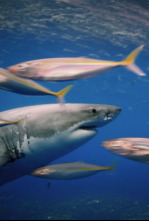 Imagen de Ataques de tiburones:...: Mar y tierra - 9