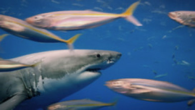 Imagen de Ataques de tiburones:...: Mar y tierra - 10