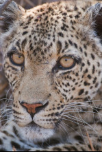 Imagen de Savage Kingdom: lucha de clanes  - 5