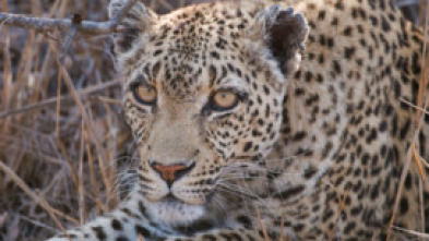 Imagen de Savage Kingdom: lucha de clanes  - 6