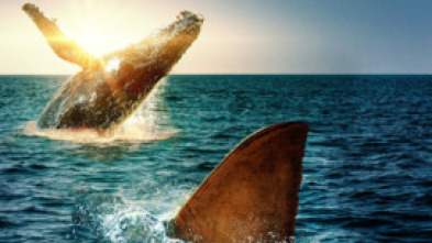 Imagen de Tiburón contra ballena - 8