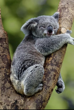 Imagen de Australia indómita: Bosque - 13