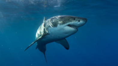 Imagen de Especial Cuando los tiburones atacan  - 6